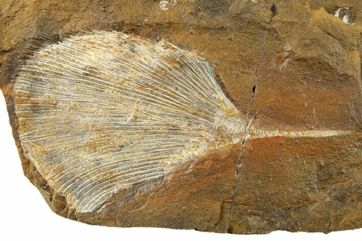 Fossil Ginkgo Leaf From North Dakota - Paleocene #262733
